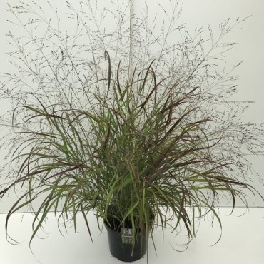 Panicum sangria - pot 2 ltr