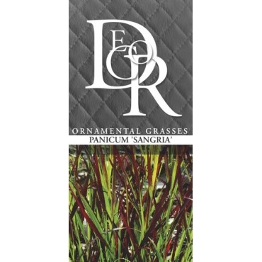 Panicum sangria - pot 2 ltr