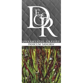 Panicum sangria - pot 2 ltr