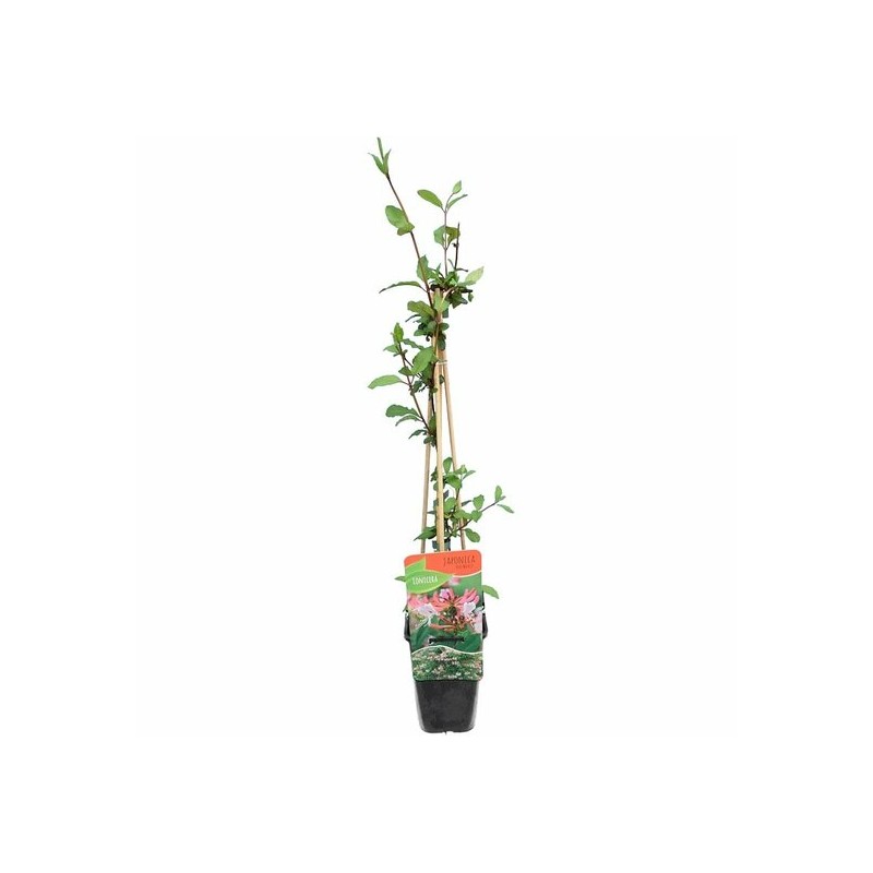 Plantes grimpantes - lonicera japonica red world - pot 2 ltr
