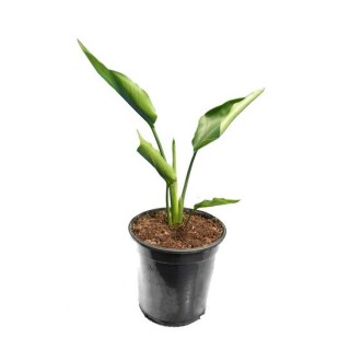 Strelitzia nicolai - pot Ø 15 cm