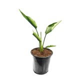Strelitzia nicolai - pot Ø 15 cm