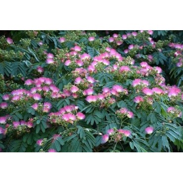 Albizia julibrissin Ombrella Boubri - hauteur totale 80+ cm - pot Ø 17 cm