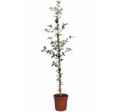 Quercus ilex - pot Ø 21 cm