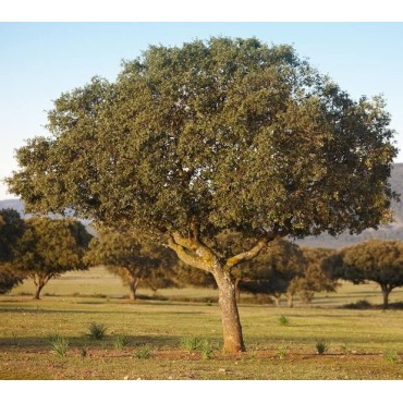 Quercus ilex - pot Ø 21 cm