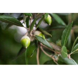 Quercus ilex - pot Ø 21 cm