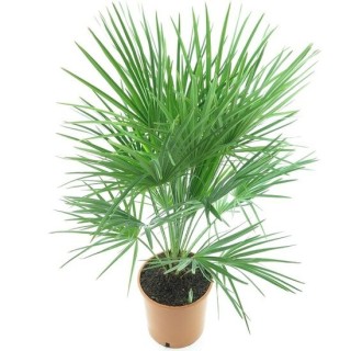 Chamaerops humilis - Hauteur totale 100-120 cm - pot Ø 27 cm