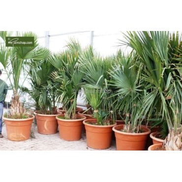 Sabal minor - pot 7 x 7 cm