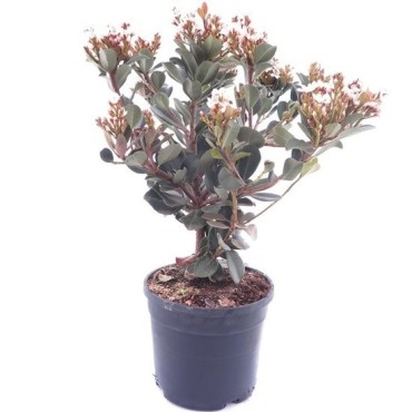 Rhaphiolepis umbellata - pot Ø 18 cm