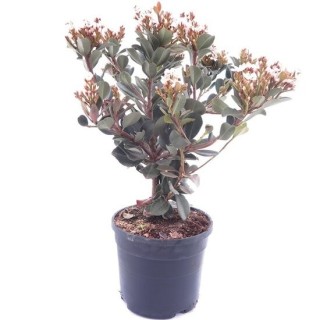 Rhaphiolepis umbellata - pot Ø 18 cm