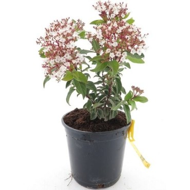 Viburnum tinus - hauteur totale 40-60 cm - pot Ø 18 cm
