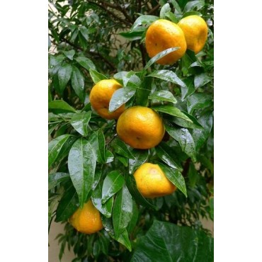 Citrus reticulata - pot Ø 45 cm
