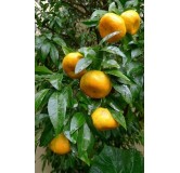 Citrus reticulata - pot Ø 45 cm
