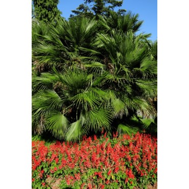 Sabal palmetto - pot 7 x 7 cm