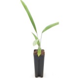 Trachycarpus winsan x wagnerianus - pot 7 x 7 cm