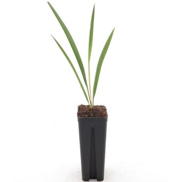 Chamaerops humilis Vulcano - 2-3 feuilles