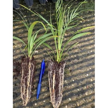 Phoenix roebelenii - 2-3 years