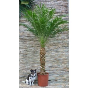 Phoenix roebelenii - 2-3 years