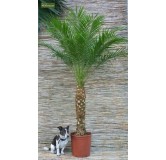 Phoenix roebelenii - 2-3 years