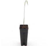 Roystonea regia - not fully rooted - on offer