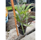 Trachycarpus fortunei - pot 11 x 11 cm - hauteur totale 40-50 cm