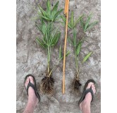 Trachycarpus fortunei - déterré - hauteur totale 40-50 cm