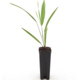 Trachycarpus wagnerianus - not fully rooted - on offer