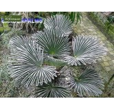 Trachycarpus wagnerianus - not fully rooted - on offer