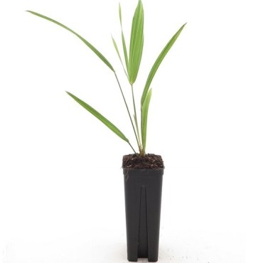 Trachycarpus wagnerianus - 2 ans - 3-6 feuilles