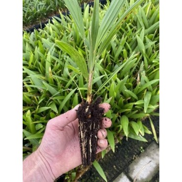 Trachycarpus wagnerianus x fortunei - 2 ans - feuilles fendues