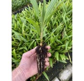 Trachycarpus wagnerianus x fortunei - 2 ans - feuilles fendues