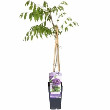 Wisteria frutescens Longwood Puple - pot 2 ltr