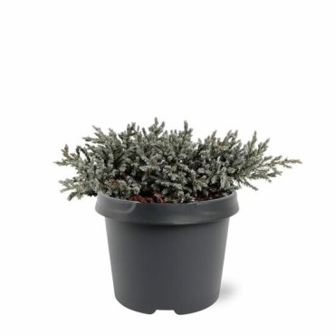 Juniperus squamata Tropical Blue - 3 ltr