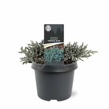 Juniperus squamata Tropical Blue - 3 ltr