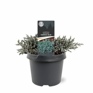 Juniperus squamata Tropical Blue - 3 ltr