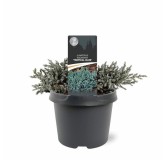 Juniperus squamata Tropical Blue - 3 ltr