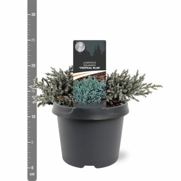 Juniperus squamata Tropical Blue - 3 ltr