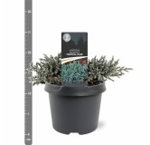 Juniperus squamata Tropical Blue - 3 ltr