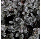 Juniperus squamata Tropical Blue - 3 ltr