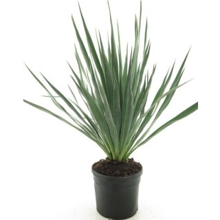 Yucca gloriosa - pot Ø 20 cm