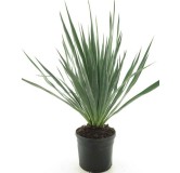Yucca gloriosa - pot Ø 20 cm