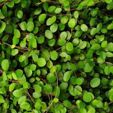 Muehlenbeckia axillaris complexa - pot Ø 22 cm