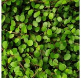 Muehlenbeckia axillaris complexa - pot Ø 22 cm