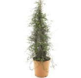 Muehlenbeckia axillaris complexa - pot Ø 22 cm