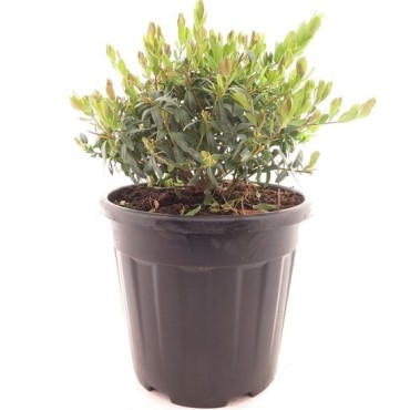 Polygala myrtifolia - pot Ø 26 cm