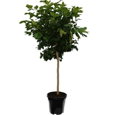 Citrus paradisi - pot Ø 45 cm