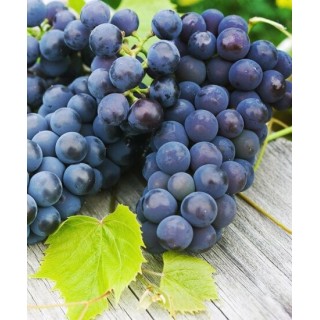 Vitis vinifera noir - pot Ø 20 cm
