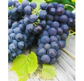 Vitis vinifera noir - pot Ø 20 cm
