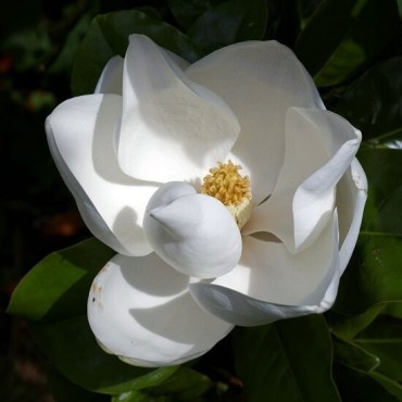 Magnolia grandiflora - pot Ø 35 cm