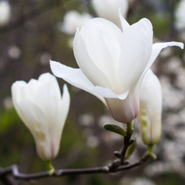 Magnolia grandiflora - pot Ø 35 cm